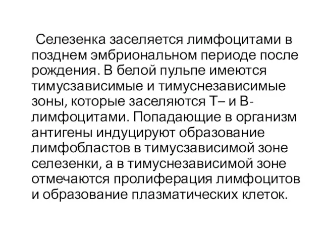 Селезенка заселяется лимфоцитами в позднем эмбриональном периоде после рождения. В