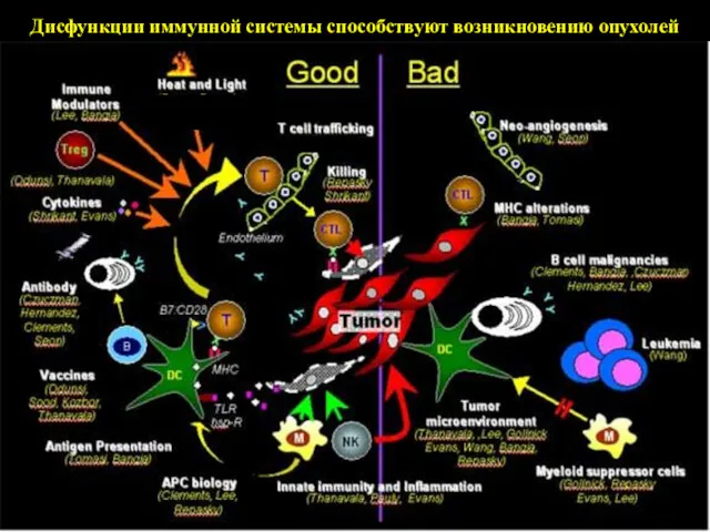 Дисфункции иммунной системы способствуют возникновению опухолей