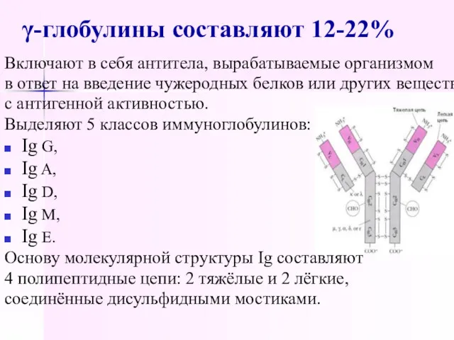 γ-глобулины составляют 12-22% Включают в себя антитела, вырабатываемые организмом в ответ на введение