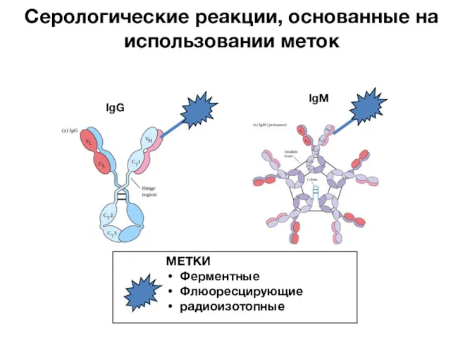 IgG IgM Серологические реакции, основанные на использовании меток МЕТКИ Ферментные Флюоресцирующие радиоизотопные