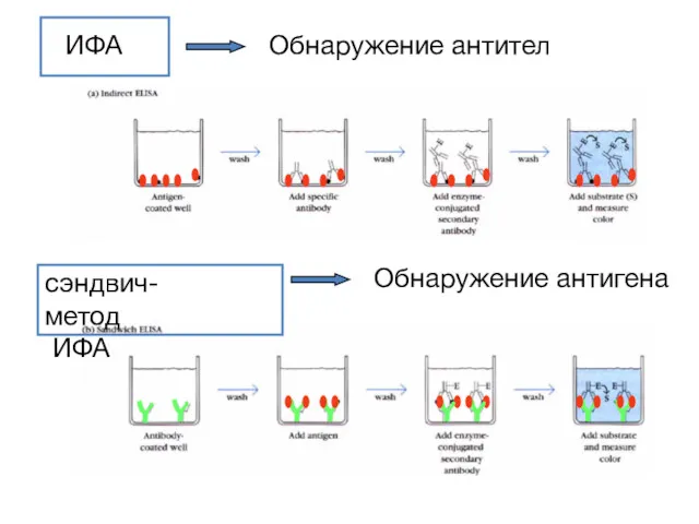 ИФА сэндвич-метод ИФА Обнаружение антител Обнаружение антигена