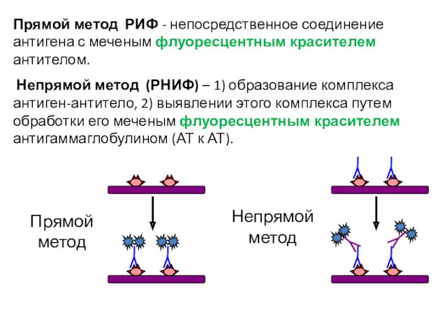 Прямой метод РИФ - непосредственное соединение антигена с меченым флуоресцентным красителем антителом. Непрямой