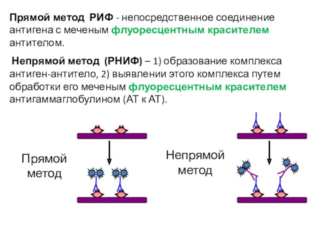 Прямой метод РИФ - непосредственное соединение антигена с меченым флуоресцентным