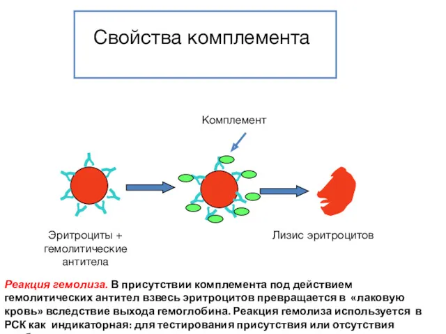 Свойства комплемента Реакция гемолиза. В присутствии комплемента под действием гемолитических антител взвесь эритроцитов