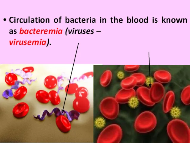 Circulation of bacteria in the blood is known as bacteremia (viruses – virusemia).