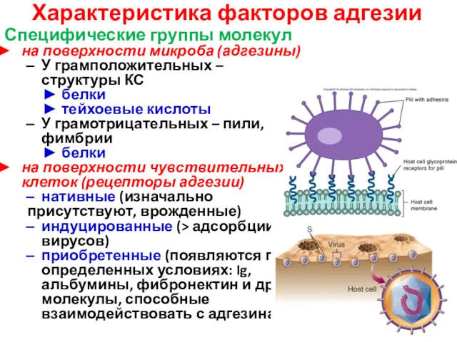 Характеристика факторов адгезии Специфические группы молекул на поверхности микроба (адгезины)