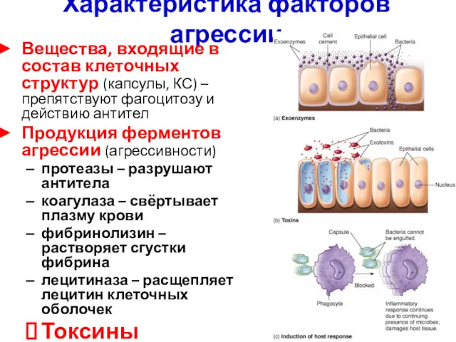 Характеристика факторов агрессии Вещества, входящие в состав клеточных структур (капсулы,