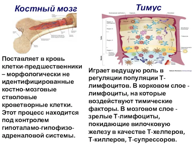 Костный мозг Поставляет в кровь клетки-предшественники – морфологически не идентифицированные