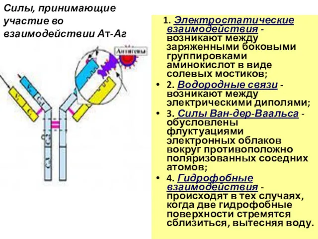 1. Электростатические взаимодействия - возникают между заряженными боковыми группировками аминокислот