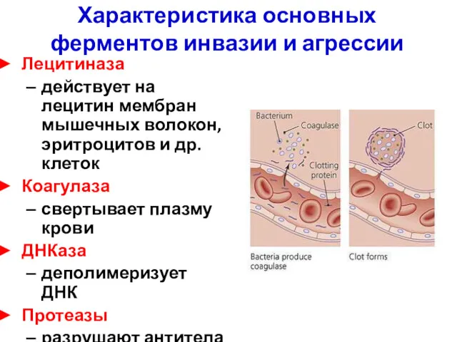 Характеристика основных ферментов инвазии и агрессии Лецитиназа действует на лецитин мембран мышечных волокон,