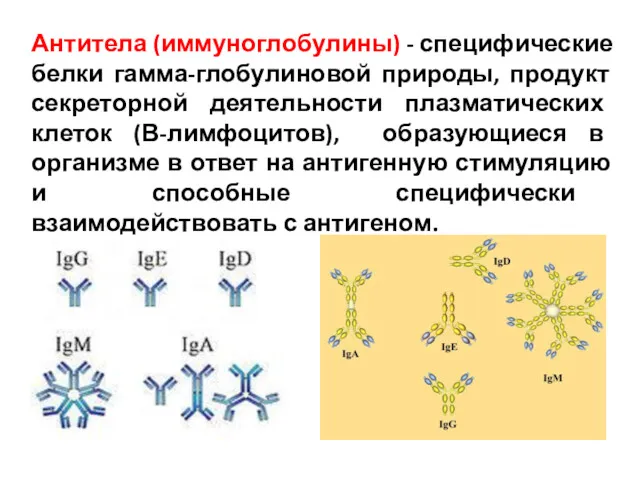 Антитела (иммуноглобулины) - специфические белки гамма-глобулиновой природы, продукт секреторной деятельности плазматических клеток (В-лимфоцитов),