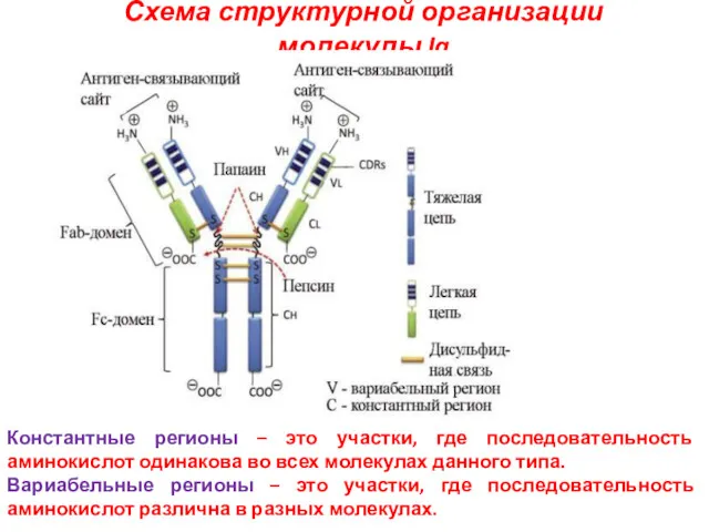 Схема структурной организации молекулы Ig Константные регионы – это участки, где последовательность аминокислот