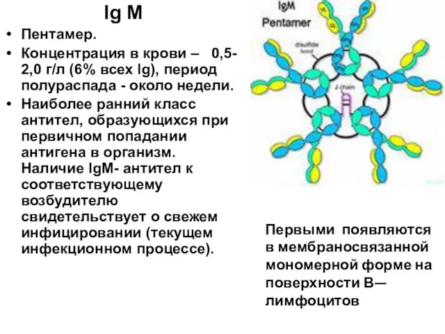Первыми появляются в мембраносвязанной мономерной форме на поверхности В—лимфоцитов Ig М Пентамер. Концентрация