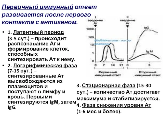 1. Латентный период (3-5 сут.) – происходит распознавание Аг и формирование клеток, способных