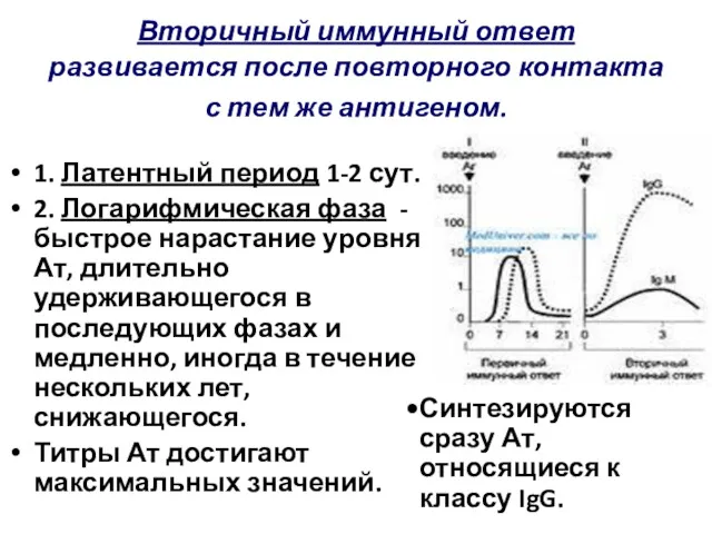 Вторичный иммунный ответ развивается после повторного контакта с тем же антигеном. 1. Латентный