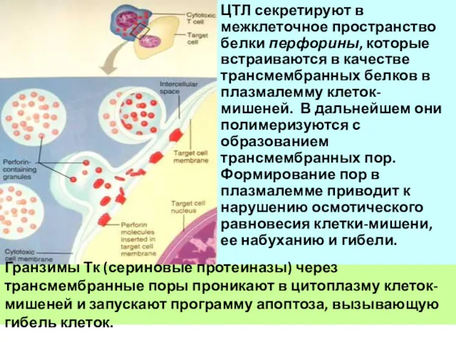 ЦТЛ секретируют в межклеточное пространство белки перфорины, которые встраиваются в качестве трансмембранных белков