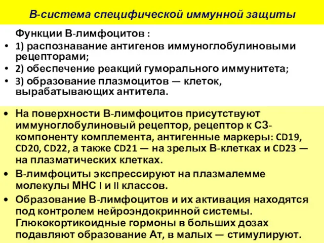 В-система специфической иммунной защиты Функции В-лимфоцитов : 1) распознавание антигенов