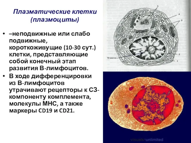 Плазматические клетки (плазмоциты) –неподвижные или слабо подвижные, короткоживущие (10-30 сут.)