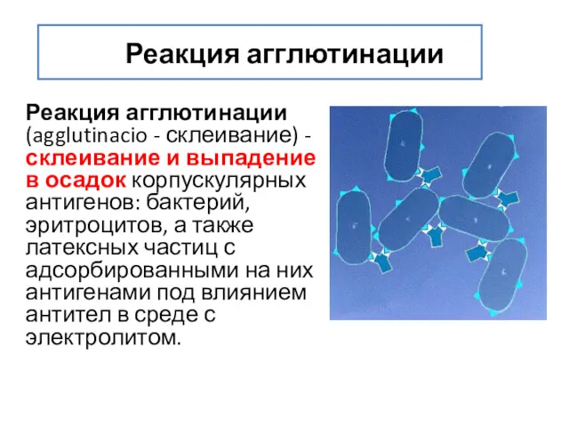 Реакция агглютинации Реакция агглютинации (agglutinacio - склеивание) - склеивание и выпадение в осадок