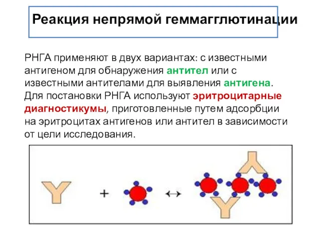 Реакция непрямой геммагглютинации РНГА применяют в двух вариантах: с известными антигеном для обнаружения