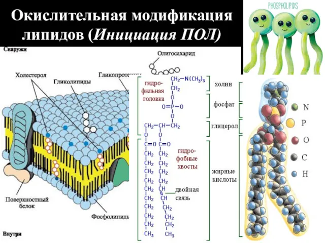 Окислительная модификация липидов (Инициация ПОЛ)