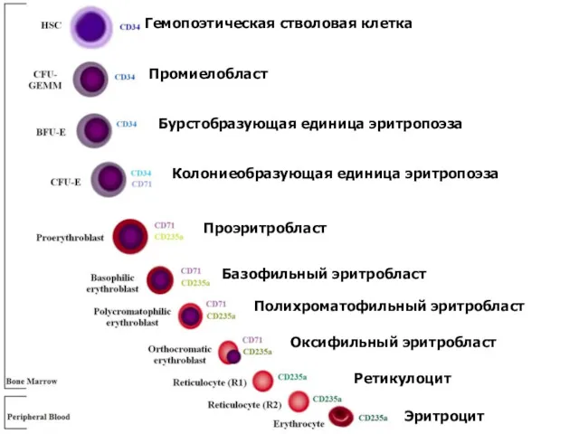 Промиелобласт Гемопоэтическая стволовая клетка Бурстобразующая единица эритропоэза Колониеобразующая единица эритропоэза