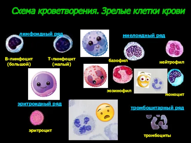 Схема кроветворения. Зрелые клетки крови лимфоидный ряд миелоидный ряд эритроидный