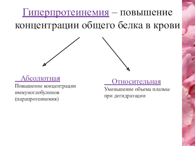 Гиперпротеинемия – повышение концентрации общего белка в крови Абсолютная Повышение