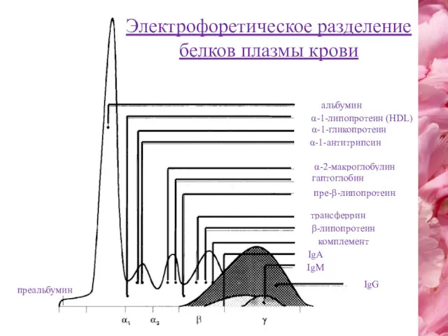 альбумин α-1-гликопротеин α-1-антитрипсин α-2-макроглобулин гаптоглобин пре-β-липопротеин трансферрин β-липопротеин комплемент IgA