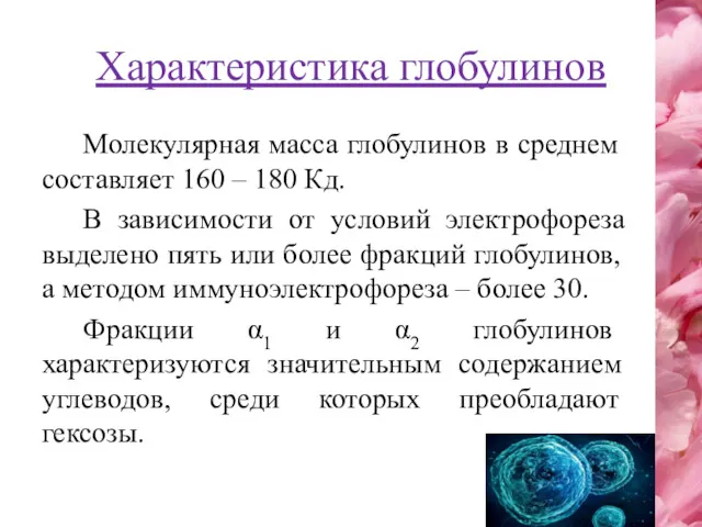 Характеристика глобулинов Молекулярная масса глобулинов в среднем составляет 160 –