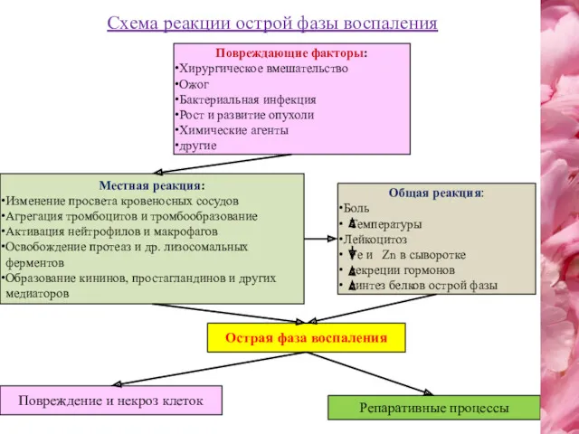 Повреждающие факторы: Хирургическое вмешательство Ожог Бактериальная инфекция Рост и развитие