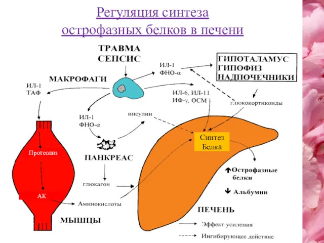 Протеолиз Синтез Белка АК Регуляция синтеза острофазных белков в печени