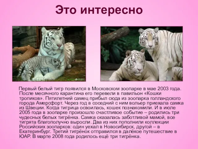 Это интересно Первый белый тигр появился в Московском зоопарке в