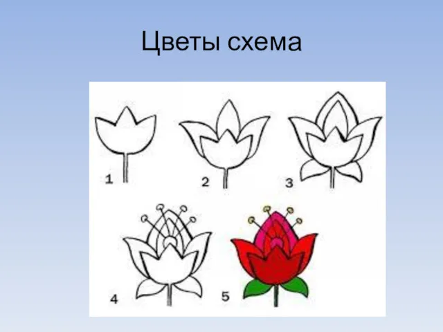 Цветы схема