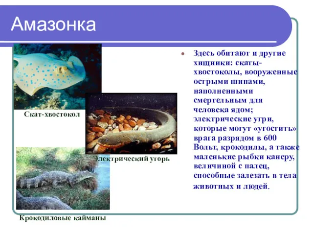 Амазонка Здесь обитают и другие хищники: скаты-хвостоколы, вооруженные острыми шипами,