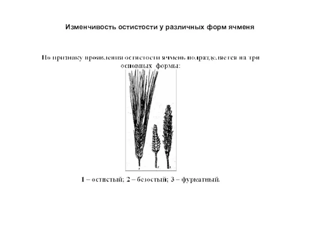 Изменчивость остистости у различных форм ячменя