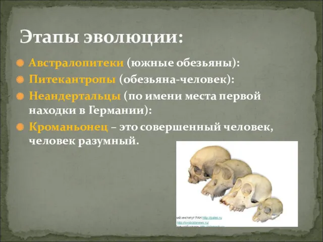 Австралопитеки (южные обезьяны): Питекантропы (обезьяна-человек): Неандертальцы (по имени места первой