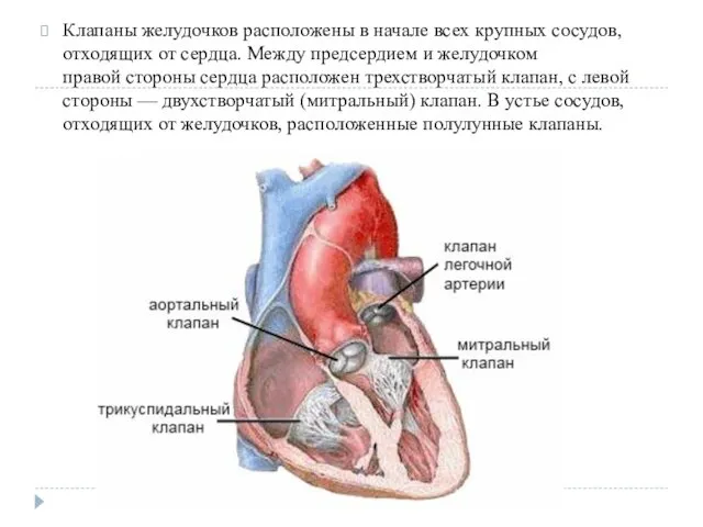 Клапаны желудочков расположены в начале всех крупных сосудов, отходящих от