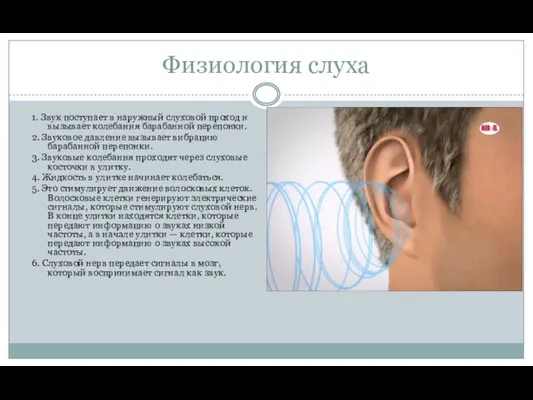 Физиология слуха 1. Звук поступает в наружный слуховой проход и