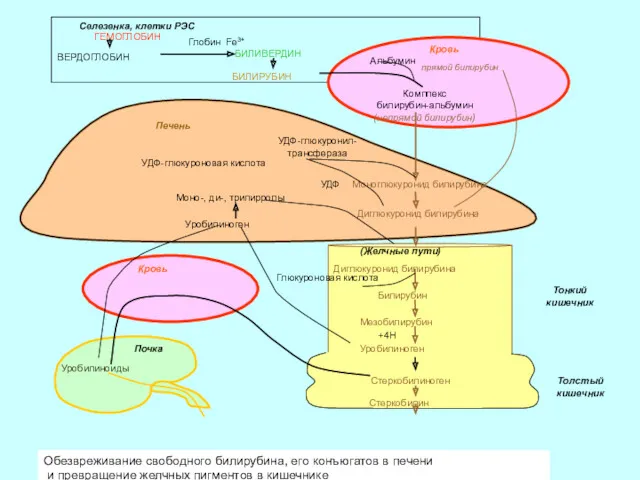 Толстый кишечник Тонкий кишечник Обезвреживание свободного билирубина, его конъюгатов в