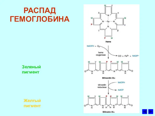 РАСПАД ГЕМОГЛОБИНА Зеленый пигмент Желтый пигмент