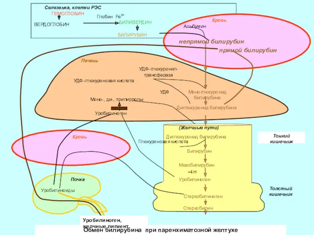 Обмен билирубина при паренхиматозной желтухе