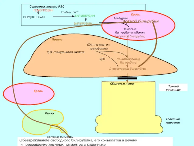 Обезвреживание свободного билирубина, его конъюгатов в печени и превращение желчных пигментов в кишечнике желчные пигменты