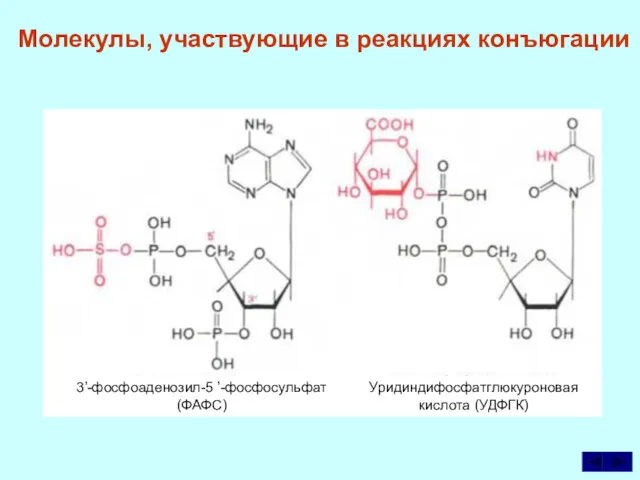 Молекулы, участвующие в реакциях конъюгации