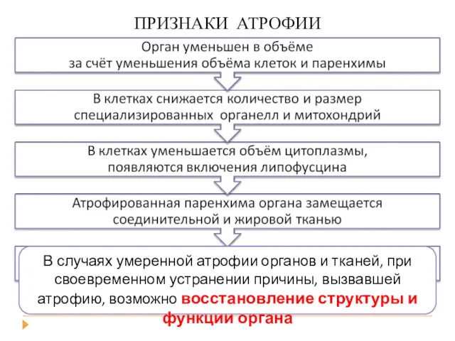 АТРОФИЯ и СКЛЕРОЗ органа ПРИЗНАКИ АТРОФИИ В случаях умеренной атрофии