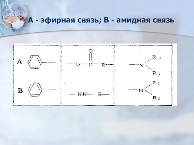 А - эфирная связь; В - амидная связь