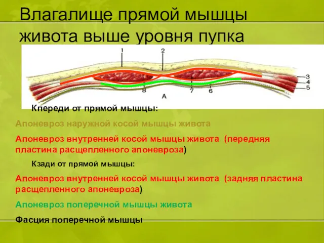 Влагалище прямой мышцы живота выше уровня пупка Кпереди от прямой мышцы: Апоневроз наружной