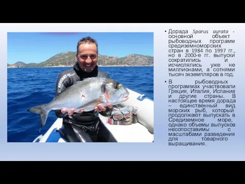 Дорада Sparus aurata - основной объект рыбоводных программ средиземноморских стран