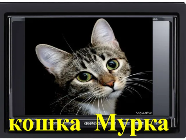 кошка Мурка