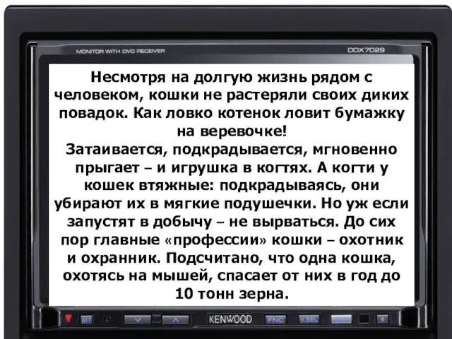 Несмотря на долгую жизнь рядом с человеком, кошки не растеряли своих диких повадок.